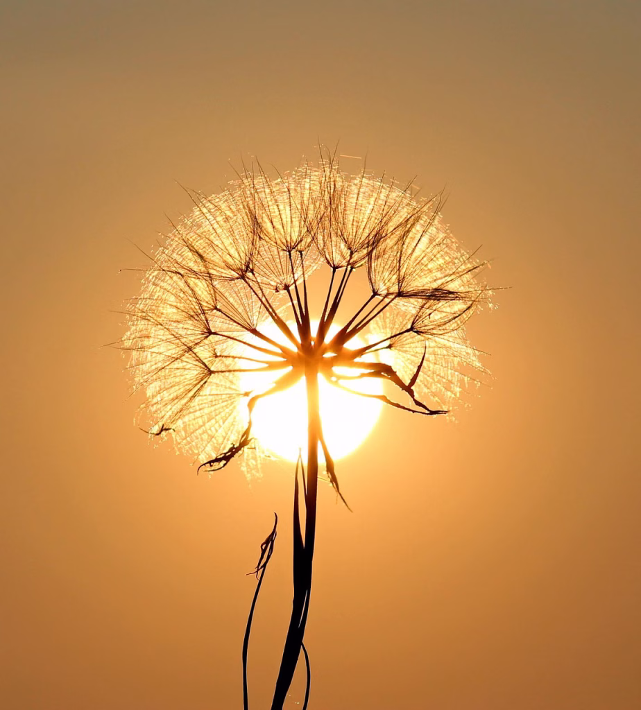 dandelion, sun, flower wallpaper, nature, backlighting, flower background, silhouette, flower, seeds, beautiful flowers, orange sun, sunset, dusk, twilight, orange sky